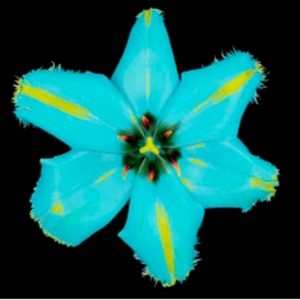 Flaming Parrot Tulip 2