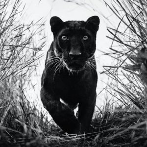 Black Panther