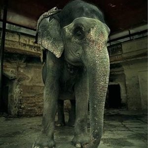 Elephant at Amber Fort. 2006 by Andreas H. Bitesnich, portrait of an Elephant