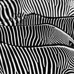 David Yarrow, David Yarrow photography, The Factory David Yarrow, zebra photography, zebra herd, zebra stripes, animal pattern, wildlife abstract, abstract wildlife photography, graphic black and white, monochrome photography, black and white fine art photography, high contrast photography, optical illusion stripes, texture and pattern, minimalism in photography, contemporary wildlife art, African wildlife, safari photography, nature photography print, wildlife fine art photography, fine art wildlife photography, iconic animal imagery, modern wall art, statement photography, collector’s photography, collectible art print, limited edition photography, limited edition print, signed limited edition, rare photography print, museum quality print, gallery edition print, luxury wall art, large scale photography, oversized wall art, interior design art, contemporary photography, investment art, art for collectors, fine art print for sale, photography artwork for sale, gallery fine art print, PREISS FINE ARTS