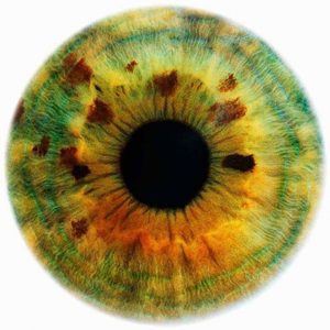 Alisa I, Rankin, Eye, Closeup, pupil, Iris, color, colour, colors, green, yellow, orange, human