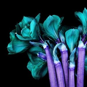 Amarayllis ''Red Lion'' (Hippeastrum Red Lion) #65 by Howard Schatz, flowers in colors changed to neon purple and green with black background