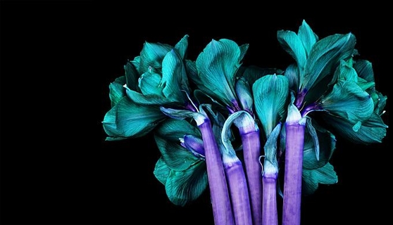 Amarayllis ''Red Lion'' (Hippeastrum Red Lion) #65 by Howard Schatz, flowers in colors changed to neon purple and green with black background