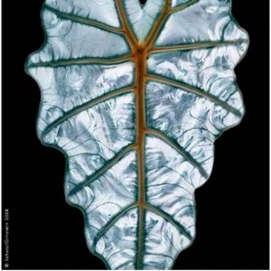 Elephant Ear (Alocasia spp.) #1