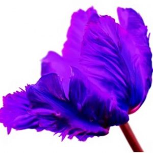 Flaming Parrot Tulip III