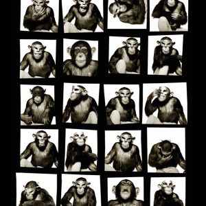 Monkey Contact Sheet