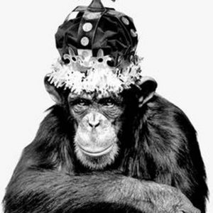 Monkey Series - Monkey King