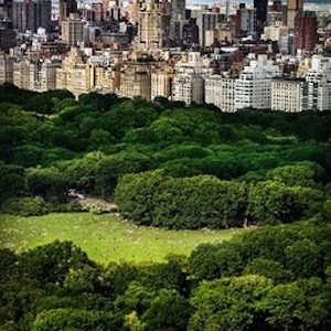 chasing paradise by David Drebin, view over the park with people and skyline in the back