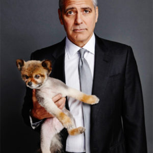 George Clooney with Puppy, portrait of the actor in a suit holding a brown pomeranian dog