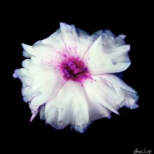 Lisianthius by Howard Schatz, white and pink flower and black background