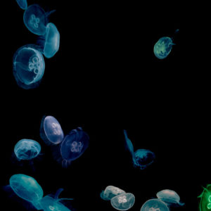 Jellyfish Tank Series - Mandalay Bay - Las Vegas 2001 by albert watson colorful neon jeellyfish in black surrounding