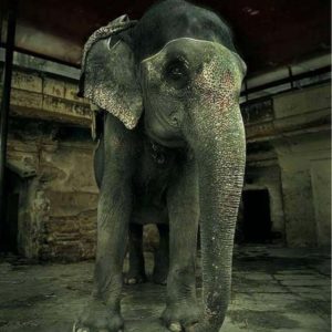 Elephant at Amber Fort by Andreas H. Bitesnich