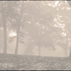 Trees II by Nigel Parry from the Landscapes series, trees in mist with light breaking through