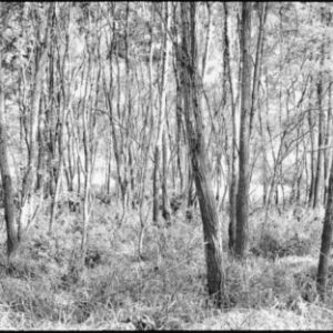 Woodland by Nigel Parry from the Landscapes Series, trees and grass in black and white