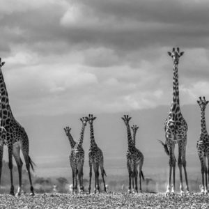 Giraffe City by David Yarrow, a group of giraffes in the desert, looking at the camera