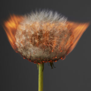Comet by Rankin, burning dandelion