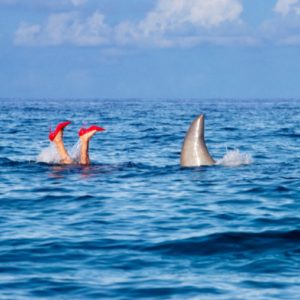 Shark Diver by Tony Kelly, legs in red heels next to sharks fin in the ocean