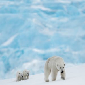 The New Kids on the block by David Yarrow, Polar bear mother with two cubs in blue ice