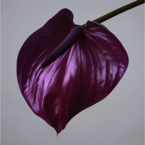 anthurium by Jesse Frohman, purple flower