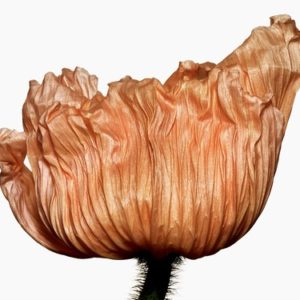 Iclandic Poppy by Jesse Frohman in orange