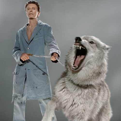 David Bowie, the Protector cropped by Markus Klinko, the singer in blue with wolfdog