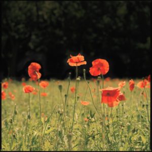 Landscape 04 by Nigel Parry, Poppy field and woods in the background