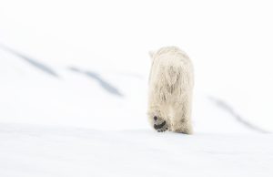 David Yarrow, David Yarrow photography, 78 Degrees North David Yarrow, polar bear photography, polar bear in snow, Arctic wildlife, Arctic photography, winter landscape, minimalist photography, minimalism in photography, white on white photography, high key photography, serene wildlife image, solitary animal portrait, nature fine art photography, fine art wildlife photography, contemporary wildlife art, cinematic wildlife photography, iconic animal imagery, polar bear cub, polar bear walking, Arctic wilderness, snow landscape, Scandinavian Arctic, Svalbard photography, extreme north, remote wilderness, modern wall art, luxury wall art, statement photography, collector’s photography, collectible art print, limited edition photography, limited edition print, signed limited edition, rare photography print, museum quality print, gallery edition print, large scale photography, oversized wall art, interior design art, contemporary photography, investment art, art for collectors, fine art print for sale, photography artwork for sale, gallery fine art print, PREISS FINE ARTS
