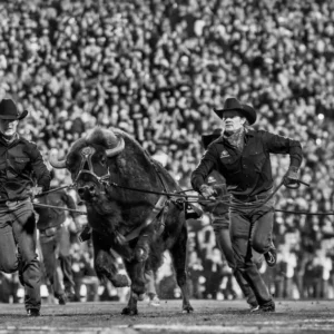 David Yarrow, Ralphie the Mascot Buffallo running through the stadion