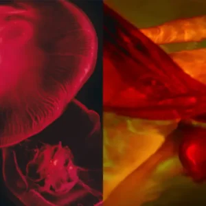 Guido Argentini, Red, Water, Nude, Dyptich, Eros