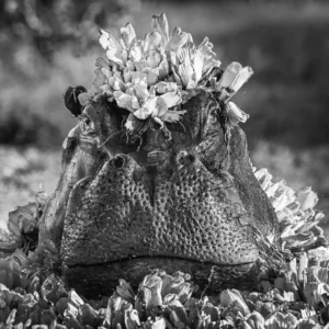 David Yarrow, Royal Ascot, Hippo, Water, Flowers, Wildlife, wid animal, animal, black and white