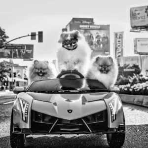David Yarrow, Who Let the Dogs Out, Animals, Dogs, Car, Pets, Sunset Boulevard