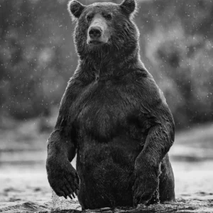 David Yarrow, Bear, Brown Bear, River, Animal, Wildlife, black and white, Nature