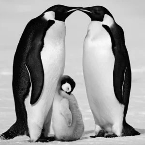 David Yarrow, Contentment, Penguins, Family, animals, snow, antarctica, wildlife, nature, black and white