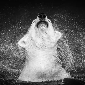 David Yarrow, Diamnonds in the Sky, Polar Bear, Bear, Water, Droplets, black and white, wildlife, animal, closeup