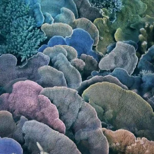 Tim Flach, Coral Montipora Fan, Ocean, Sea, Underwater, Coral, Reef, Animals, Color