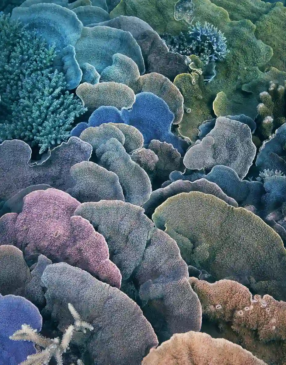 Tim Flach, Coral Montipora Fan, Ocean, Sea, Underwater, Coral, Reef, Animals, Color
