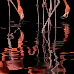 Tim Falch, Flamingos, Animals, Water, Reflection, Pink, color