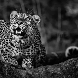 David Yarrow, Leopard, Wildlife, Wild Cat, Big Cat, Nature