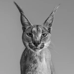 David Yarrow, Harry Potter, Cat, Wild Cat, Lux, Animal Portrait, Big Cat, Black and white