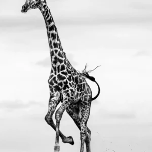 David Yarrow, Hoof it, giraffe, animal, wildlife, safari, black and white, animal portrait, desert