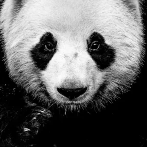David Yarrow, Kung Fu Panda, Animal, Wildlife, Panda, Animal Portrait, black and white, closeup