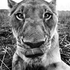 David Yarrow, lion, lioness, LUNCH, closeup, big cat, wild cat, wildlife, animal, safari, nature