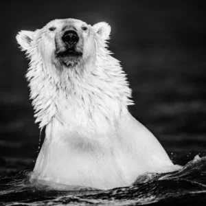 David Yarrow, The Fur Coat, Polar Bear, Water, Ice, northpole, winter, cold, black and white, portrait, animal portrait, closeup