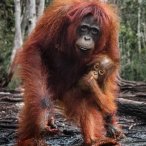 David Yarrow, The House of Orange, Orang Utan, Baby animal, Family, color, wildlife, nature, wilderness
