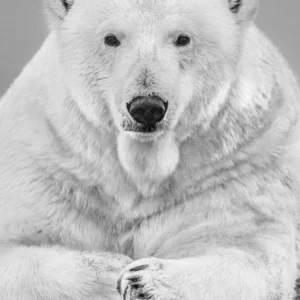 David Yarrow, the Statesman, Polar bear, Eisbär, white bear, bear, wildlife, wild animal, animal, big bear, northpole, ice, winter, cold