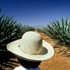 Gérard Uféras Mezcal, agave field photography, Gérard Uféras photography, contemporary French photographers, documentary style fine art, Jalisco agave fields, Gérard Uféras Mexican series, rural Mexico cultural photography, mezcal artisan tradition photo