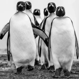 David Yarrow, Wise Guys, Penguine, wildlife, animals, nature, funny, black and white