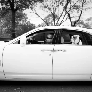Timothy White, Ice T, Car, Celebrity, Celebrity Portrait, Dog, English Bulldog, Pet, Animal, Animal Portrait, Rapper, Musician, Fine Art Photography, Black and white Phototgraphy, black and white, limited edition, portrait photography