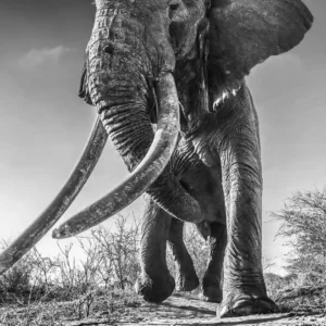 David Yarrow, David Yarrow photography, Lugard David Yarrow, David Yarrow elephant, elephant photography, African elephant, tusker, giant tusks, big tusker, elephant portrait, wildlife fine art photography, fine art wildlife photography, black and white photography, monochrome photography, high contrast black and white, cinematic wildlife photography, iconic animal portrait, conservation photography, Africa wildlife, safari photography, nature photography print, wildlife wall art, statement photography, collector’s photography, collectible art print, limited edition photography, limited edition print, signed limited edition, rare photography print, museum quality print, gallery edition print, luxury wall art, large scale photography, oversized wall art, interior design art, contemporary photography, investment art, art for collectors, fine art print for sale, photography artwork for sale, gallery fine art print, dramatic perspective, low angle perspective, powerful animal imagery, elephant close-up, texture and detail, wilderness landscape, PREISS FINE ARTS