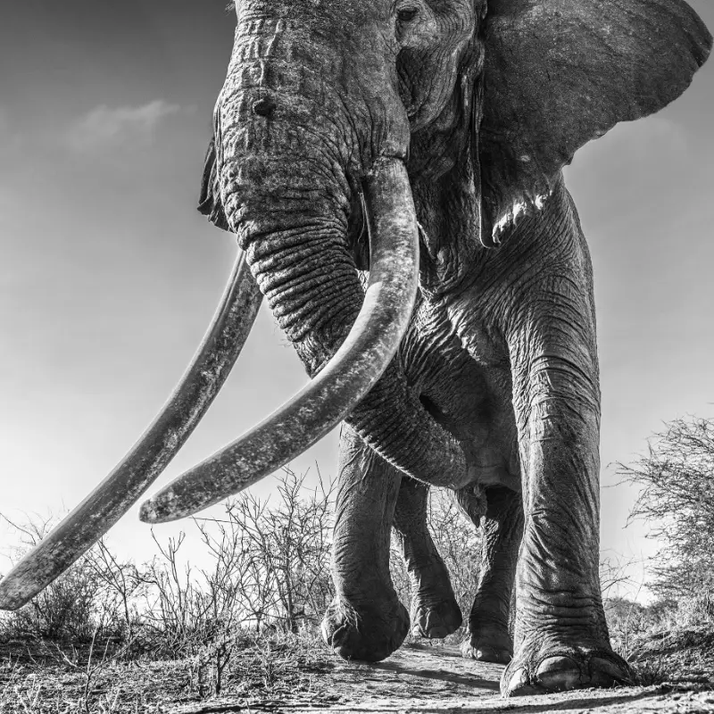 David Yarrow, David Yarrow photography, Lugard David Yarrow, David Yarrow elephant, elephant photography, African elephant, tusker, giant tusks, big tusker, elephant portrait, wildlife fine art photography, fine art wildlife photography, black and white photography, monochrome photography, high contrast black and white, cinematic wildlife photography, iconic animal portrait,